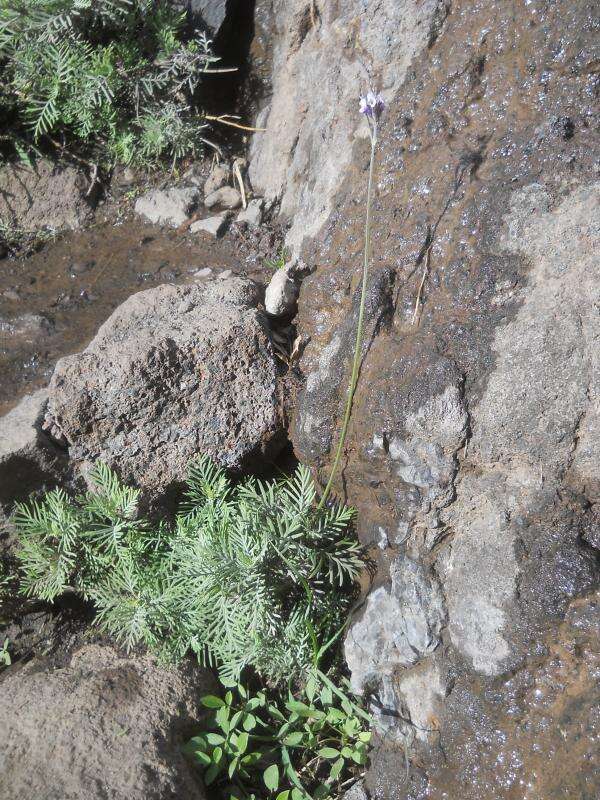 Image of Lavandula buchii Webb & Berthel.