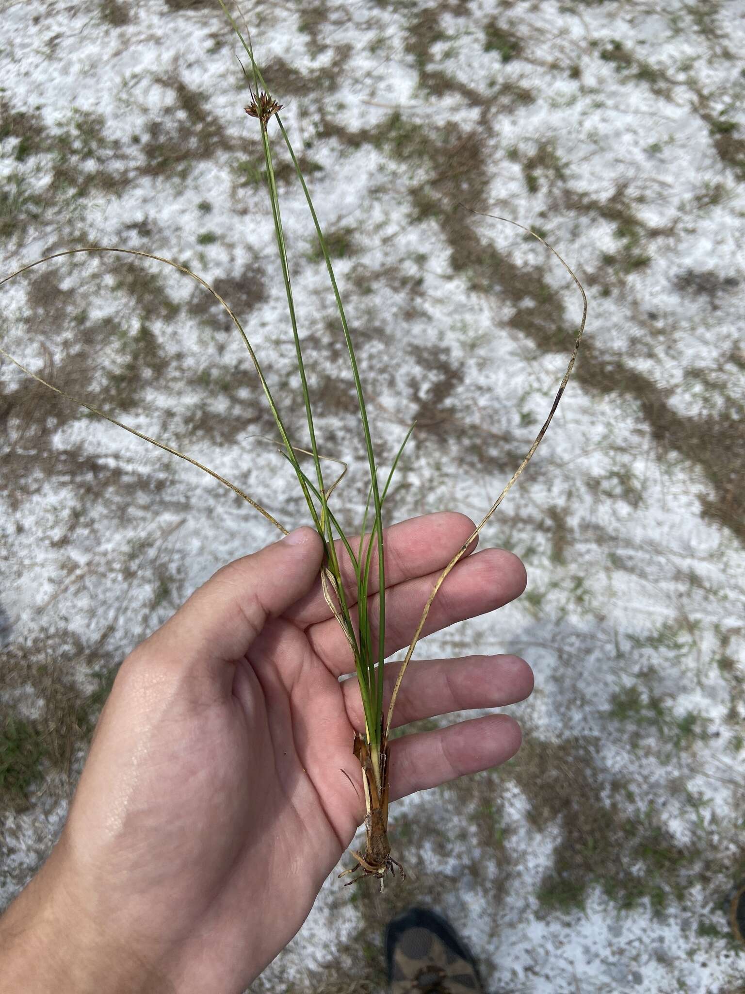 Image of Pine-Barren Beak Sedge