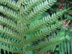 Image of Soft Shield Fern