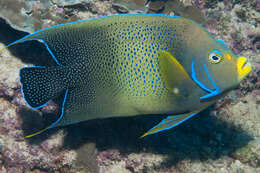 Image of Half-circled Angelfish