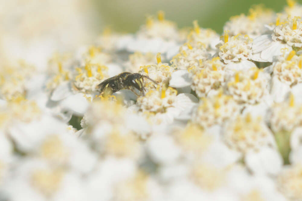 Image of Hylaeus communis Nylander 1852