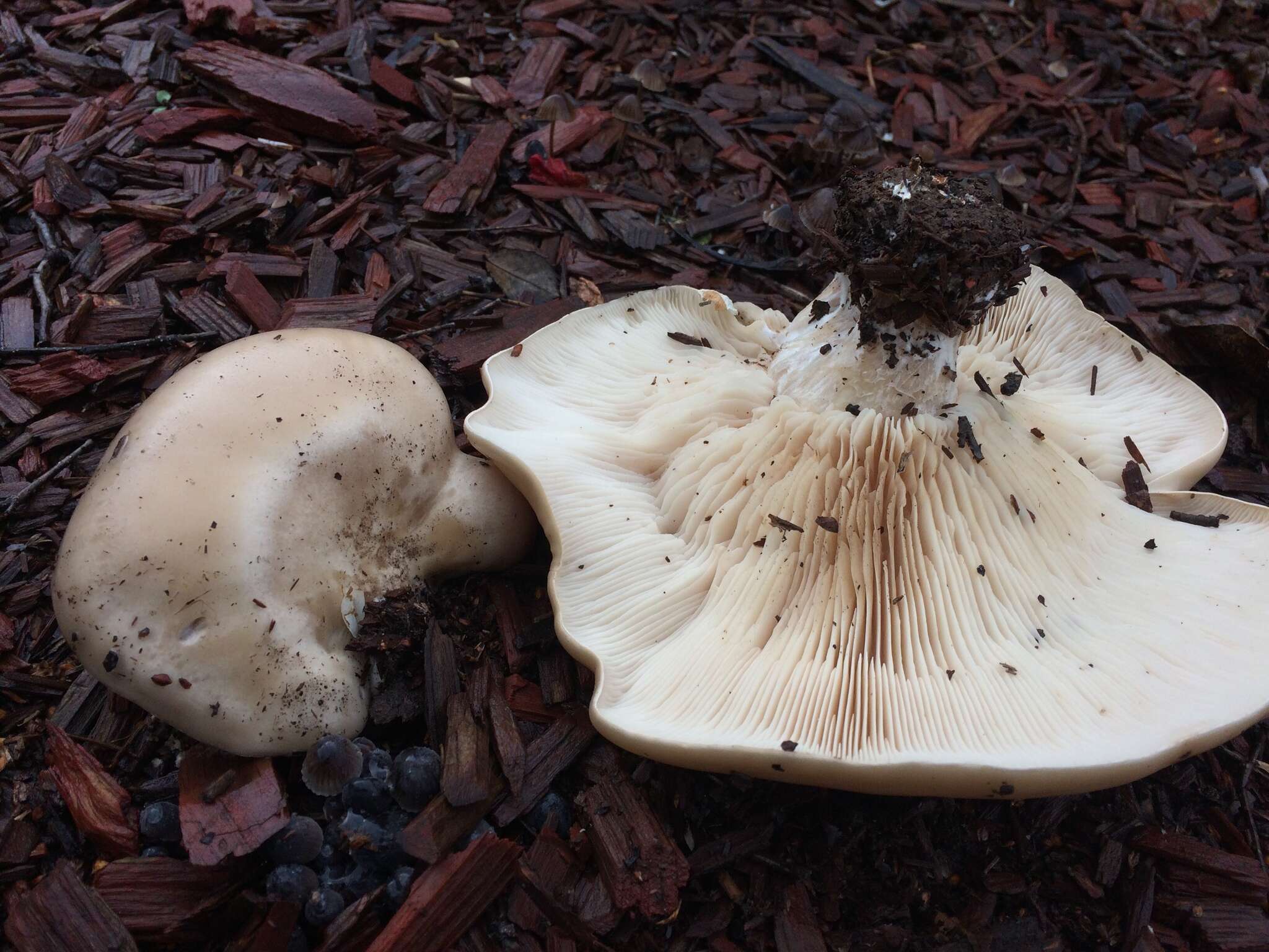 Image of Clitocybe brunneocephala H. E. Bigelow 1982