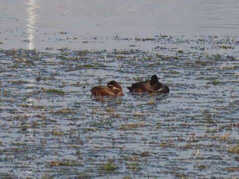 Image of Southern Pochard