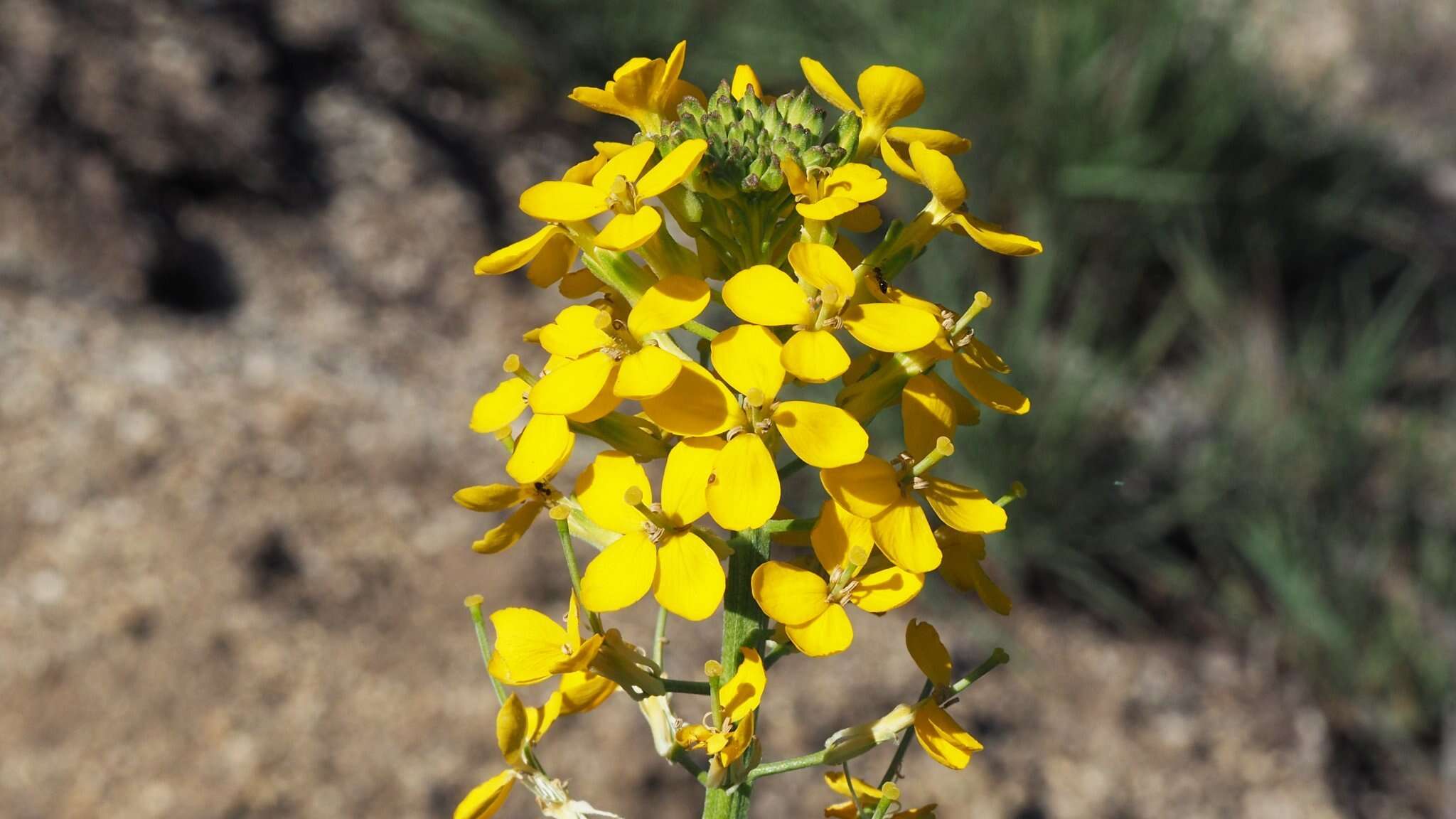 Слика од Erysimum capitatum var. capitatum