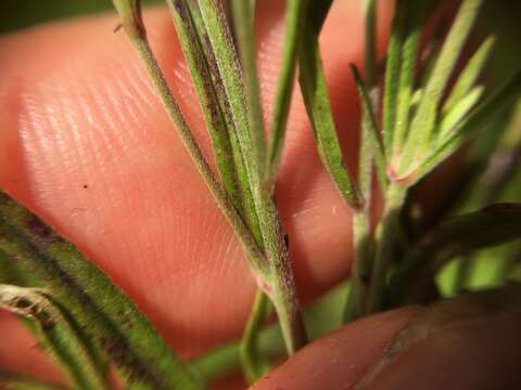 Image de Epilobium leptophyllum Rafin.