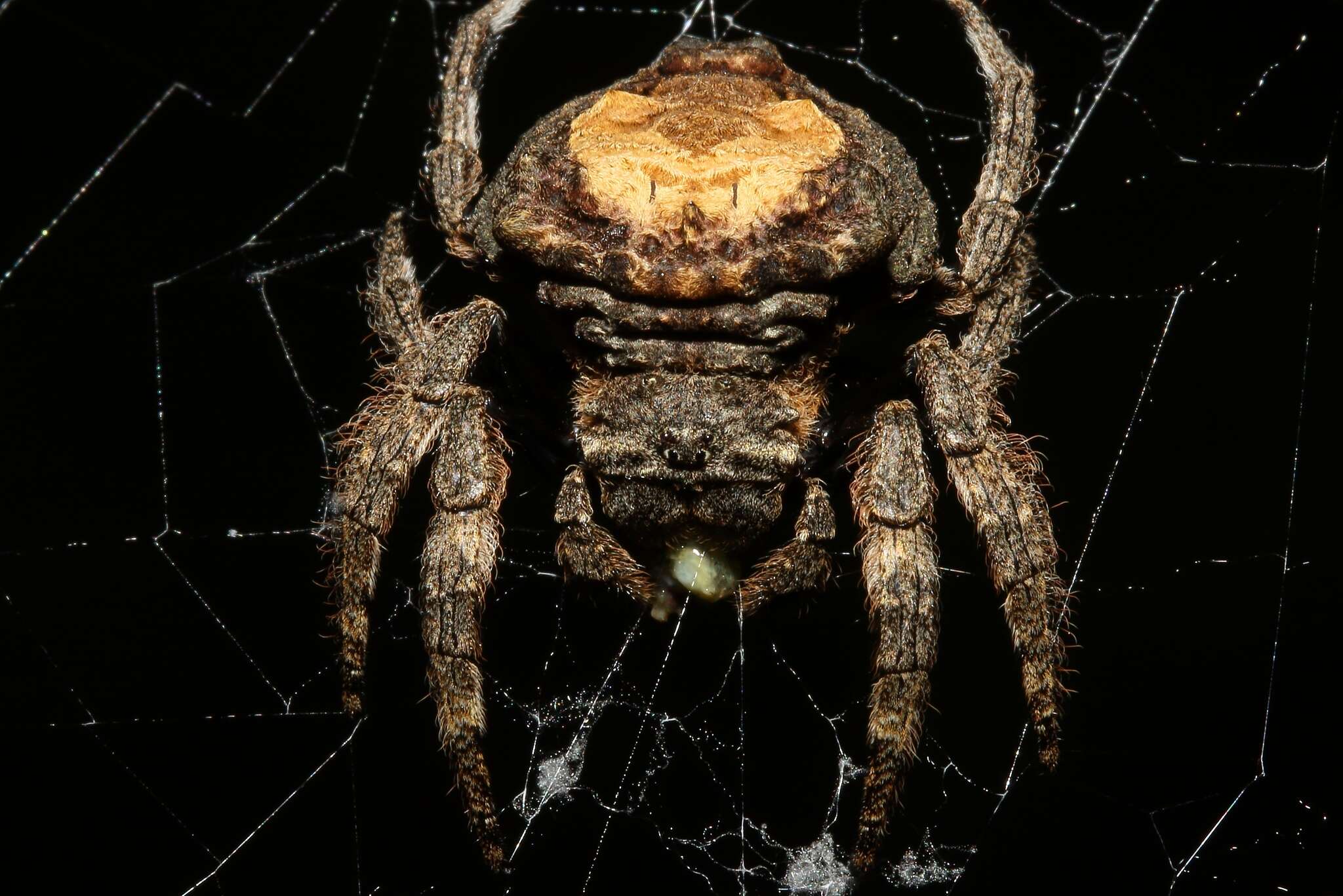 Image of common bark spider