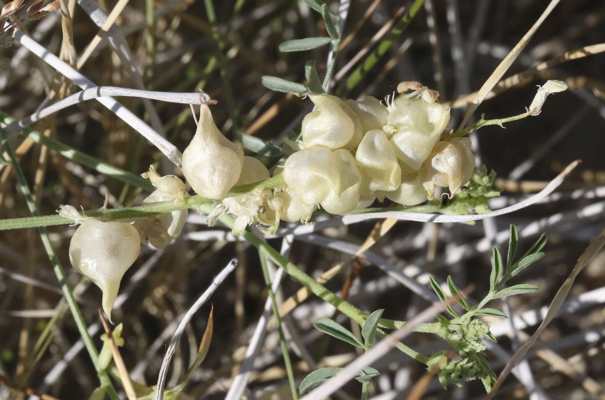 Image of northern freckled milkvetch