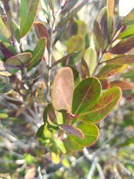 Image de Eliea articulata (Lam.) Cambess.