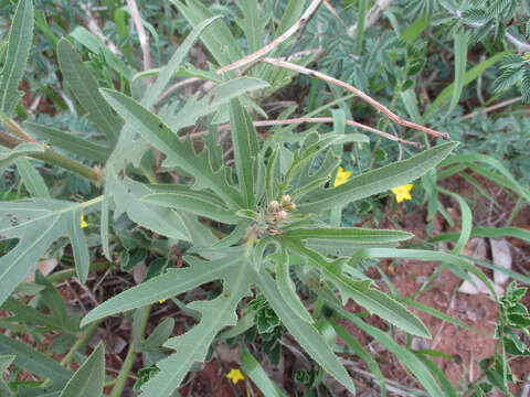 Imagem de Jatropha zeyheri Sond.