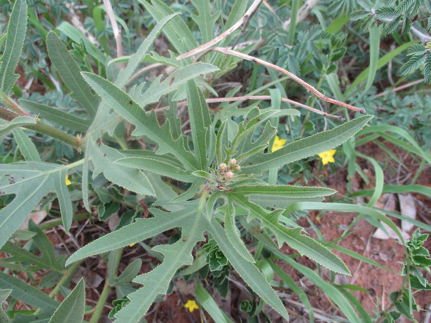 Image of Jatropha zeyheri Sond.