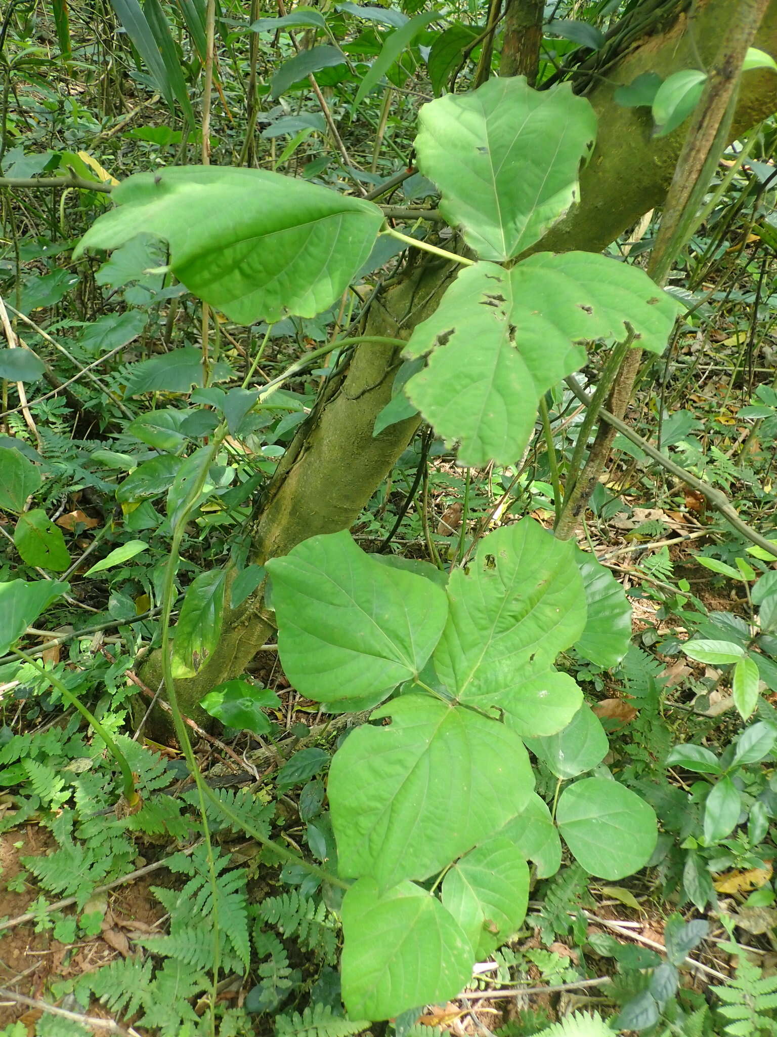 Image of <i>Pueraria montana</i> var. <i>thomsonii</i>