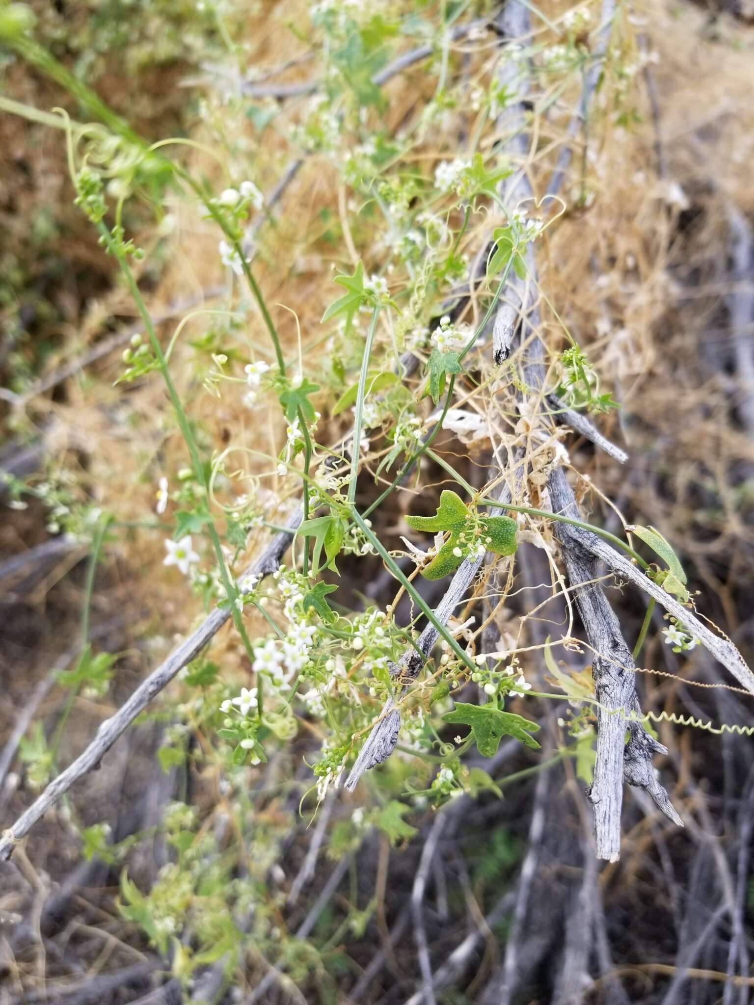 Image of desert starvine