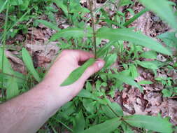 Image de Penstemon deamii Pennell