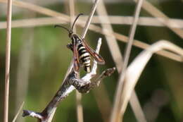 Image of Bembecia iberica Špatenka 1992