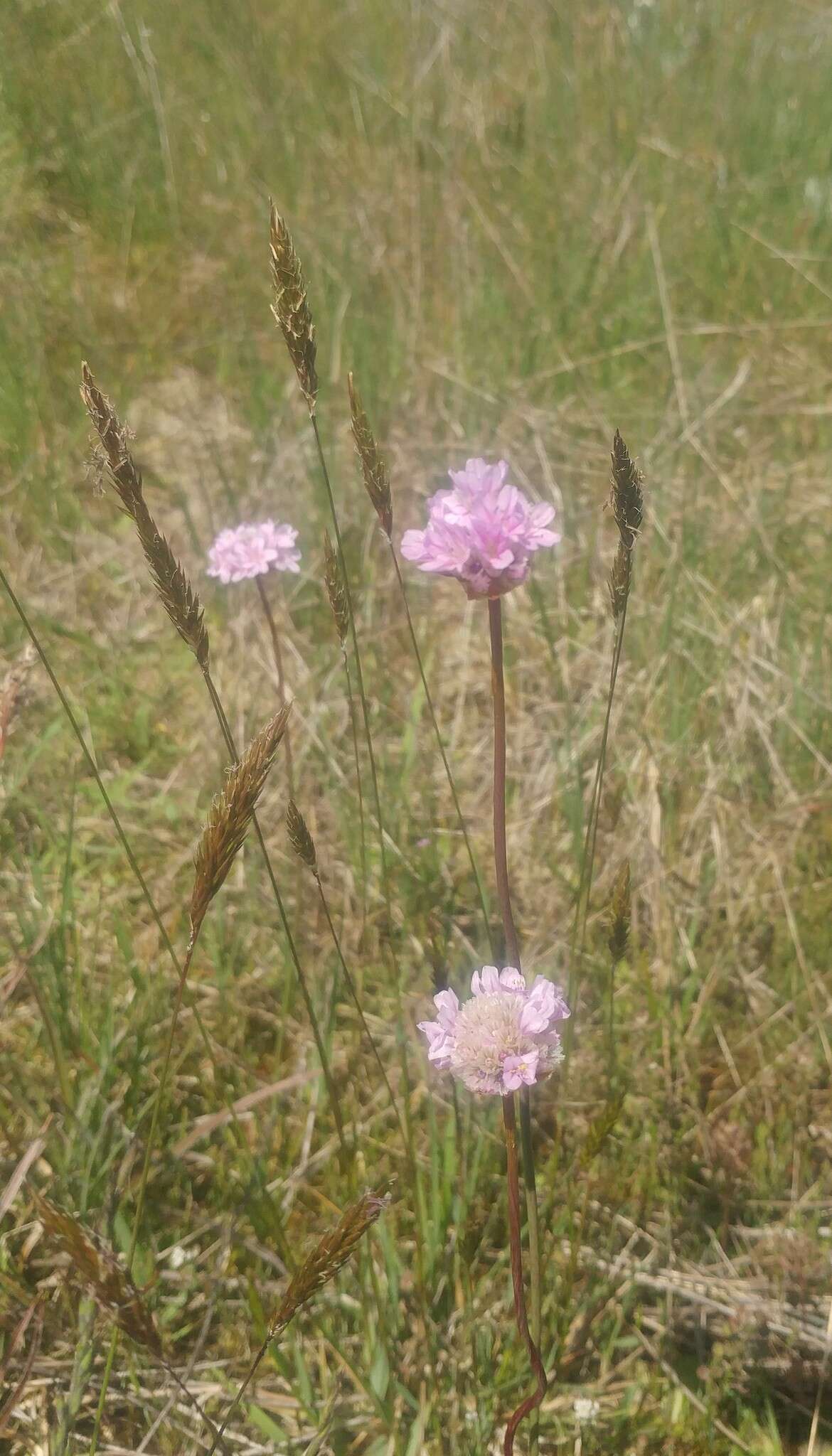 Image of California seapink