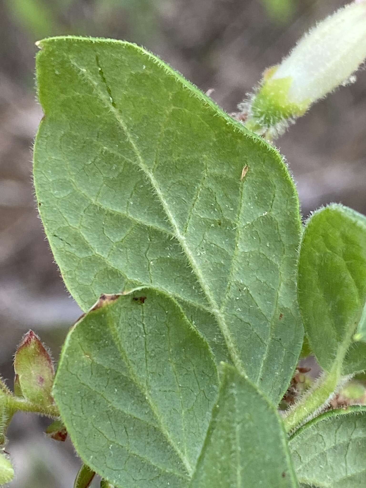 Sivun Vaccinium hirsutum Buckl. kuva