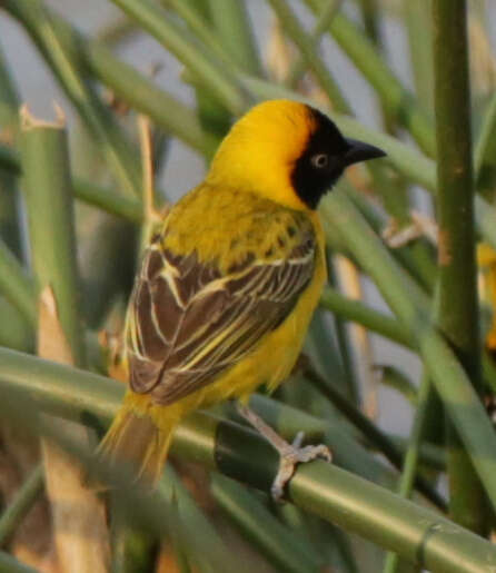 Ploceus intermedius Rüppell 1845 resmi