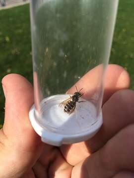 Image of Orange-legged furrow bee