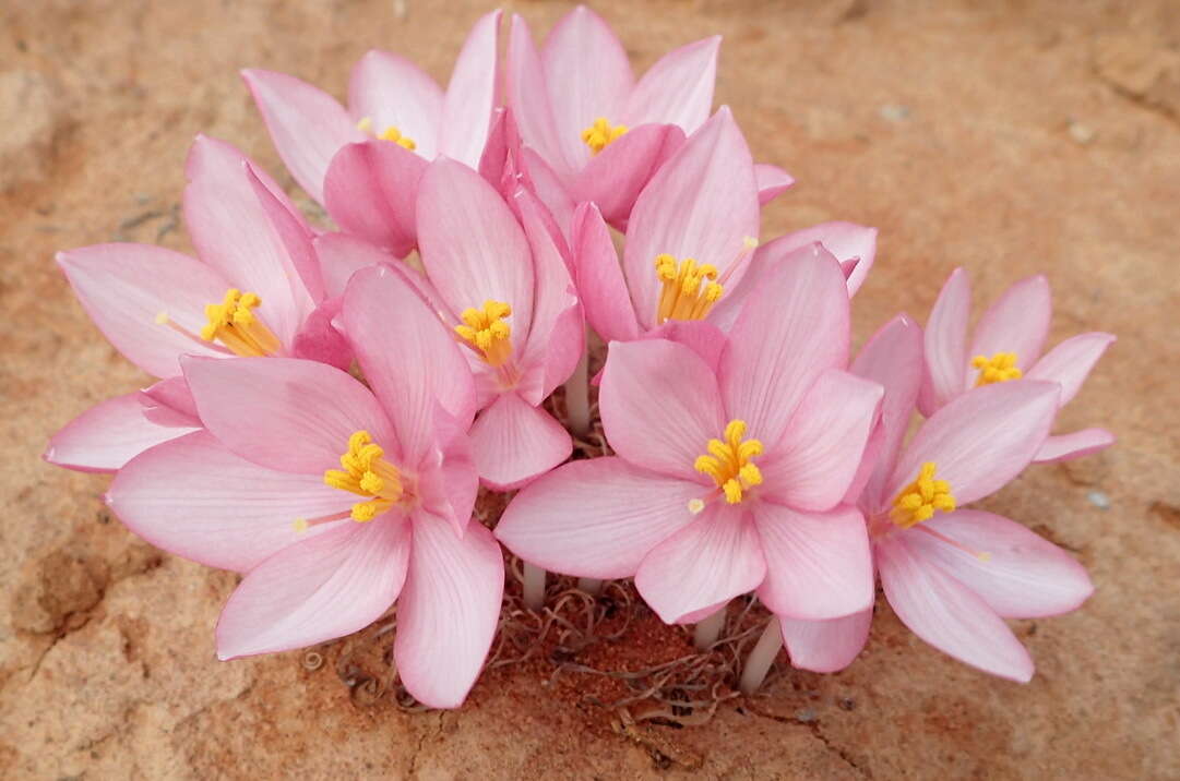 Image of Gethyllis linearis L. Bolus