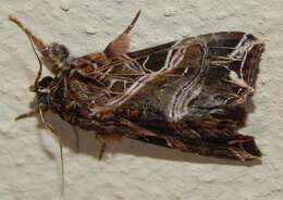 Image of Cutworm