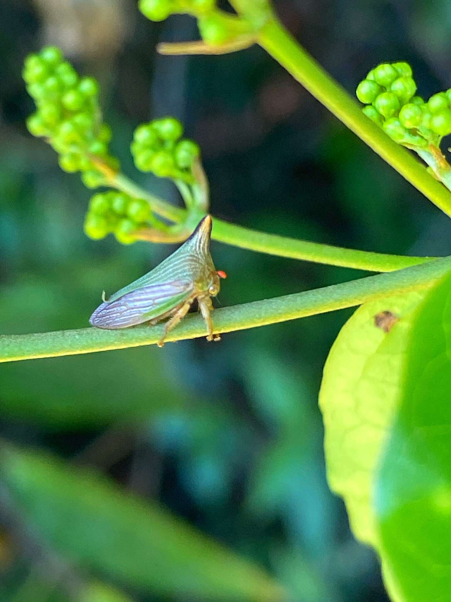 Image of Potnia diringshofeni Creão-Duarte & Sakakibara 1997