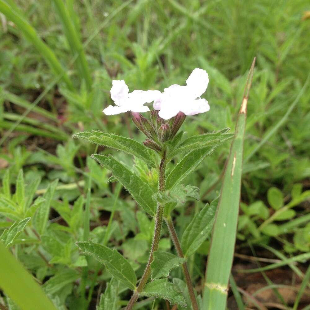 Image of Priva grandiflora (Ortega) Moldenke