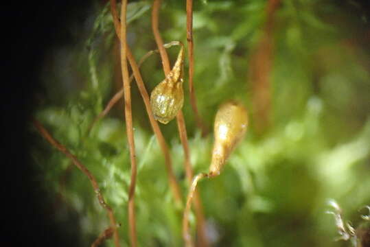 Image de Leptobryum