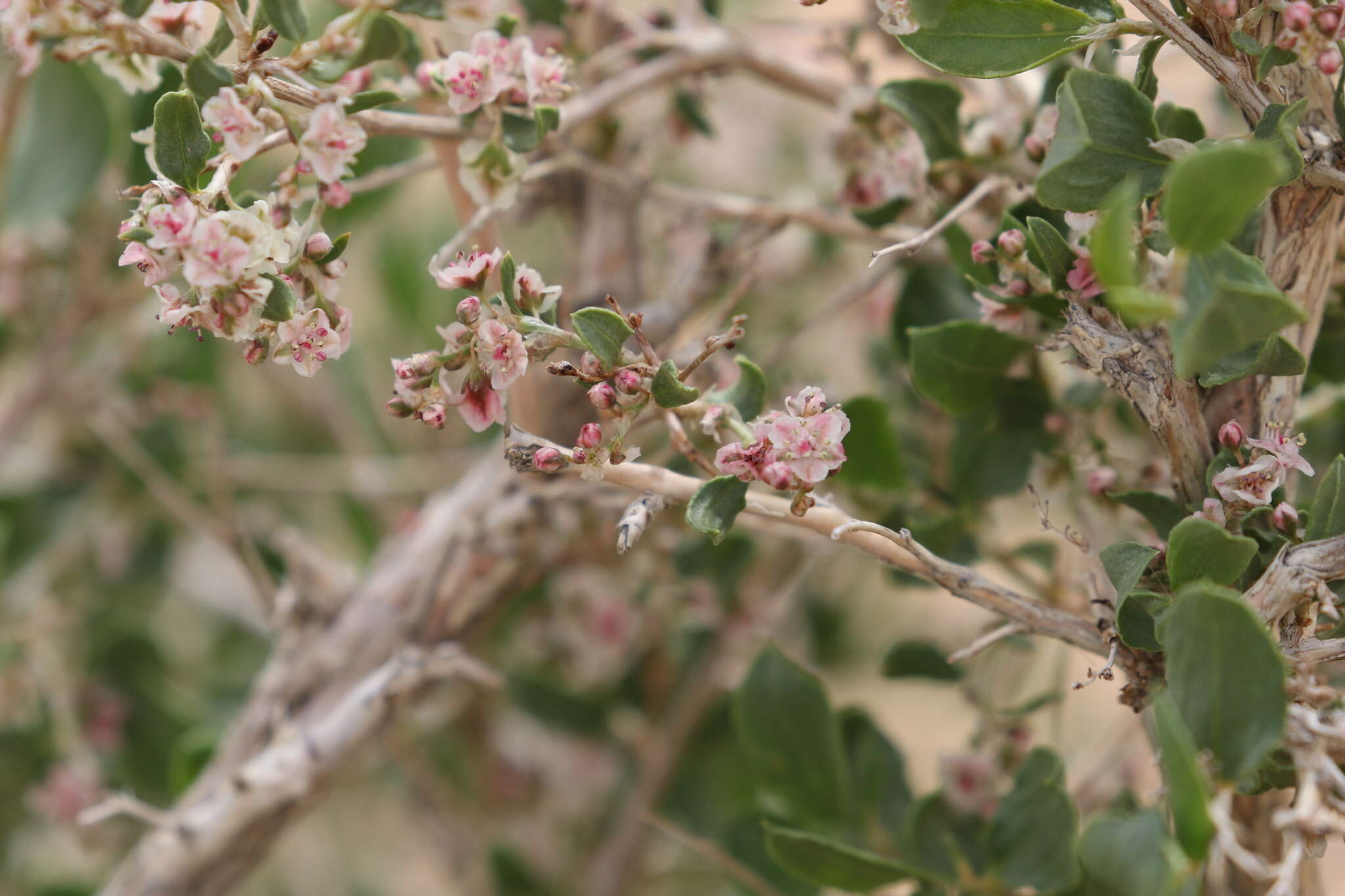 Image of Atraphaxis frutescens (L.) Ewersm.