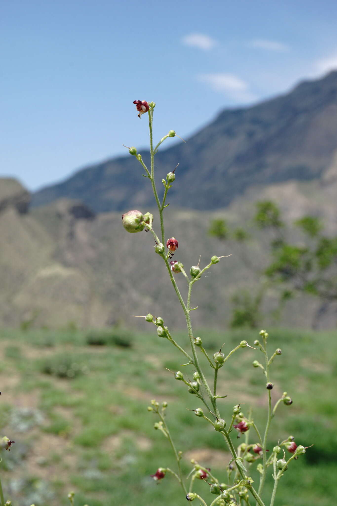 Scrophularia variegata M. Bieb. resmi