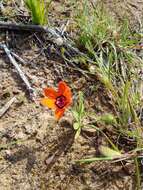 Image of Cape buttercup