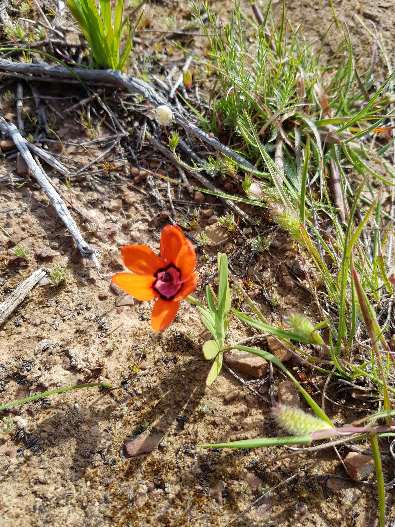 Imagem de Sparaxis elegans (Sweet) Goldblatt