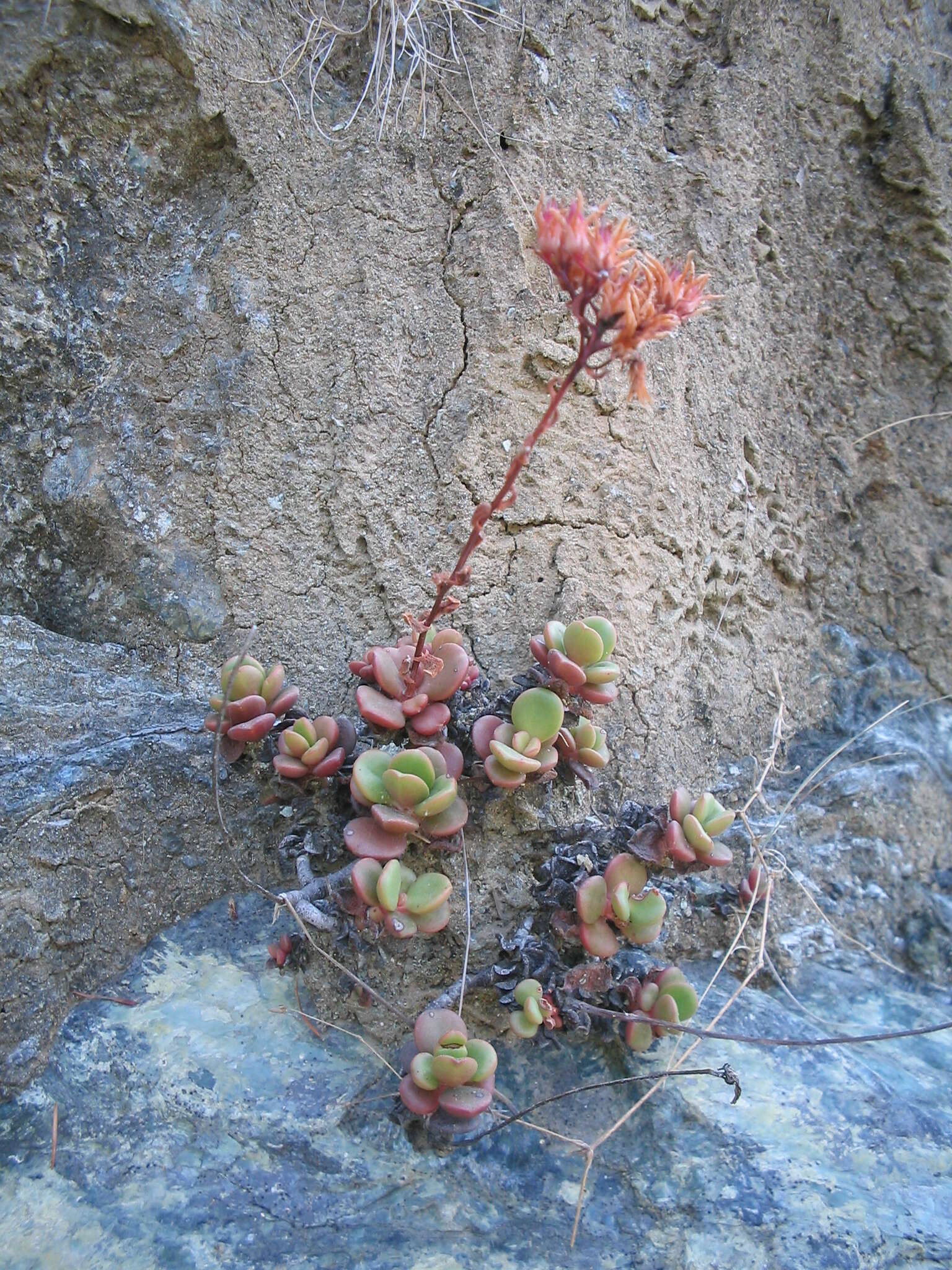 Image of roseflower stonecrop