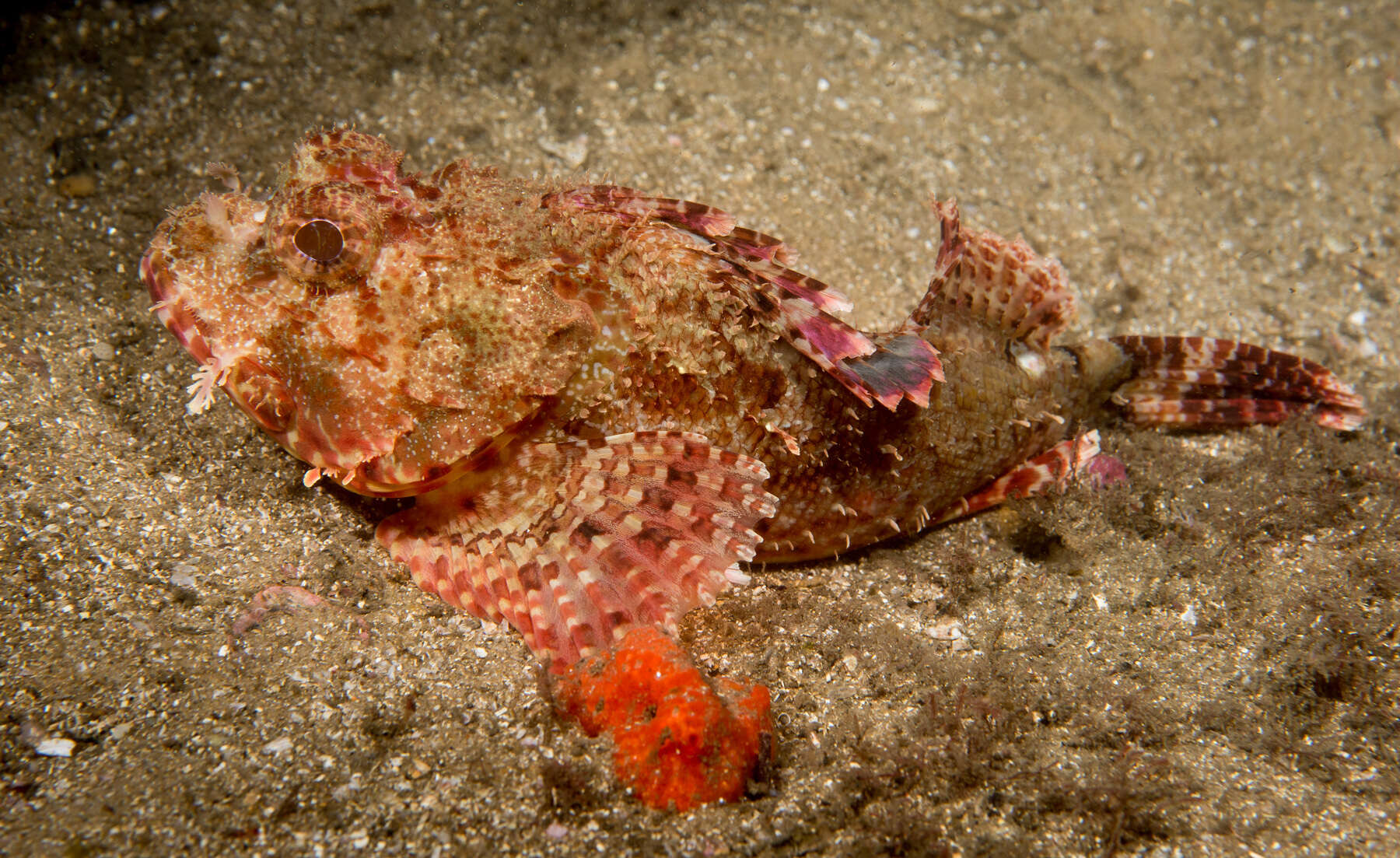 Image of Eastern Red scorpionfish