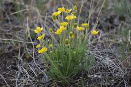 Imagem de Ranunculus pedatifidus Sm.