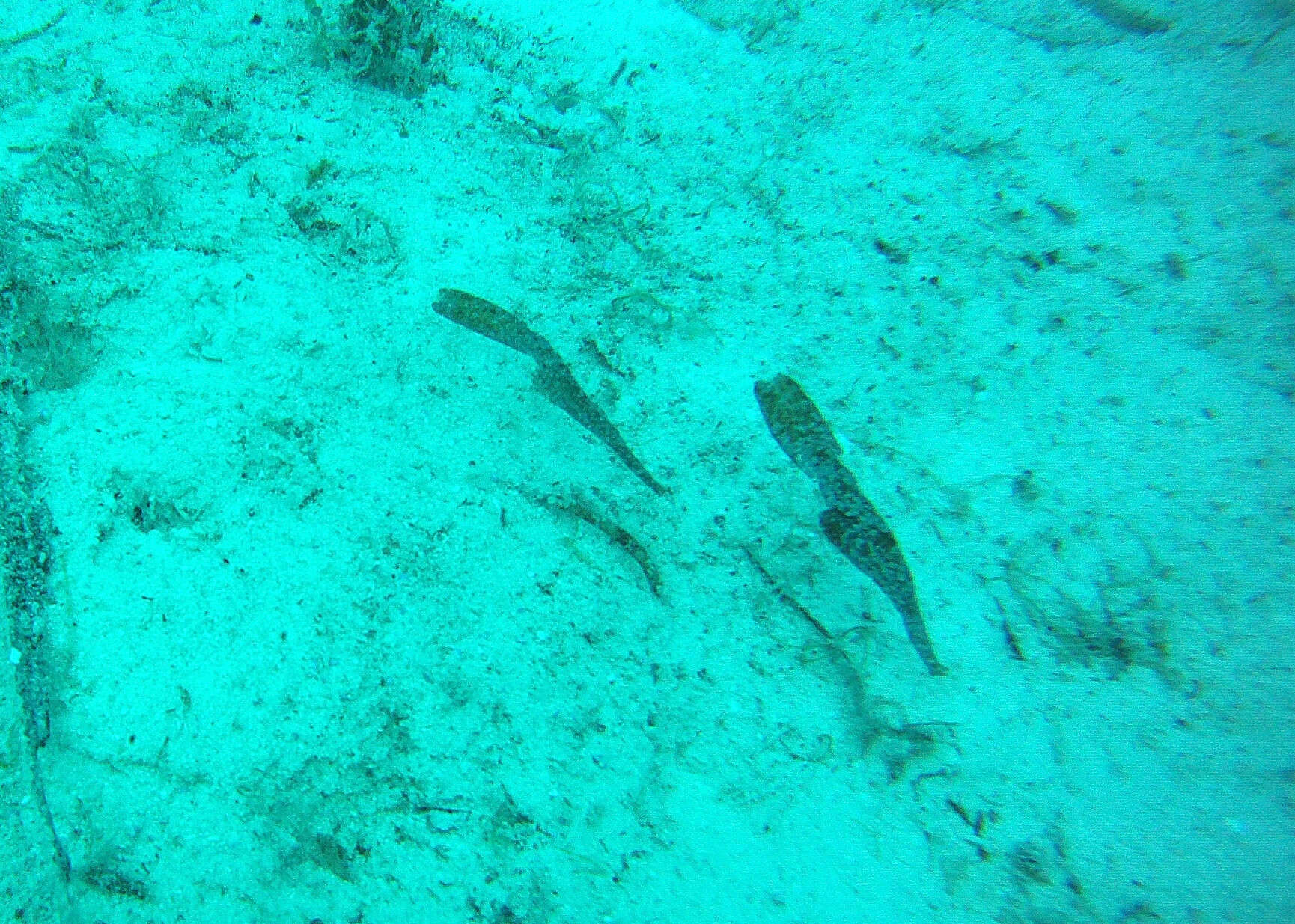 Image of Ghost pipefish