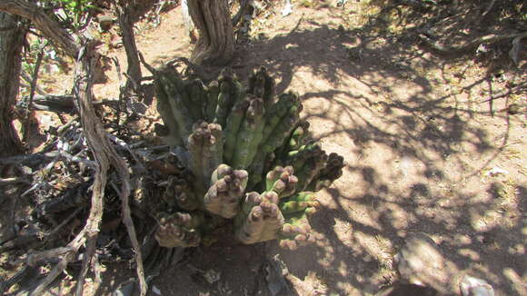 Image of Ceropegia ramosa (Masson) Bruyns