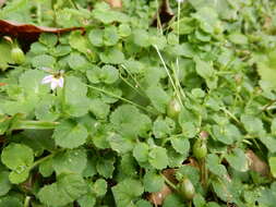 Imagem de Lobelia nummularia Lam.