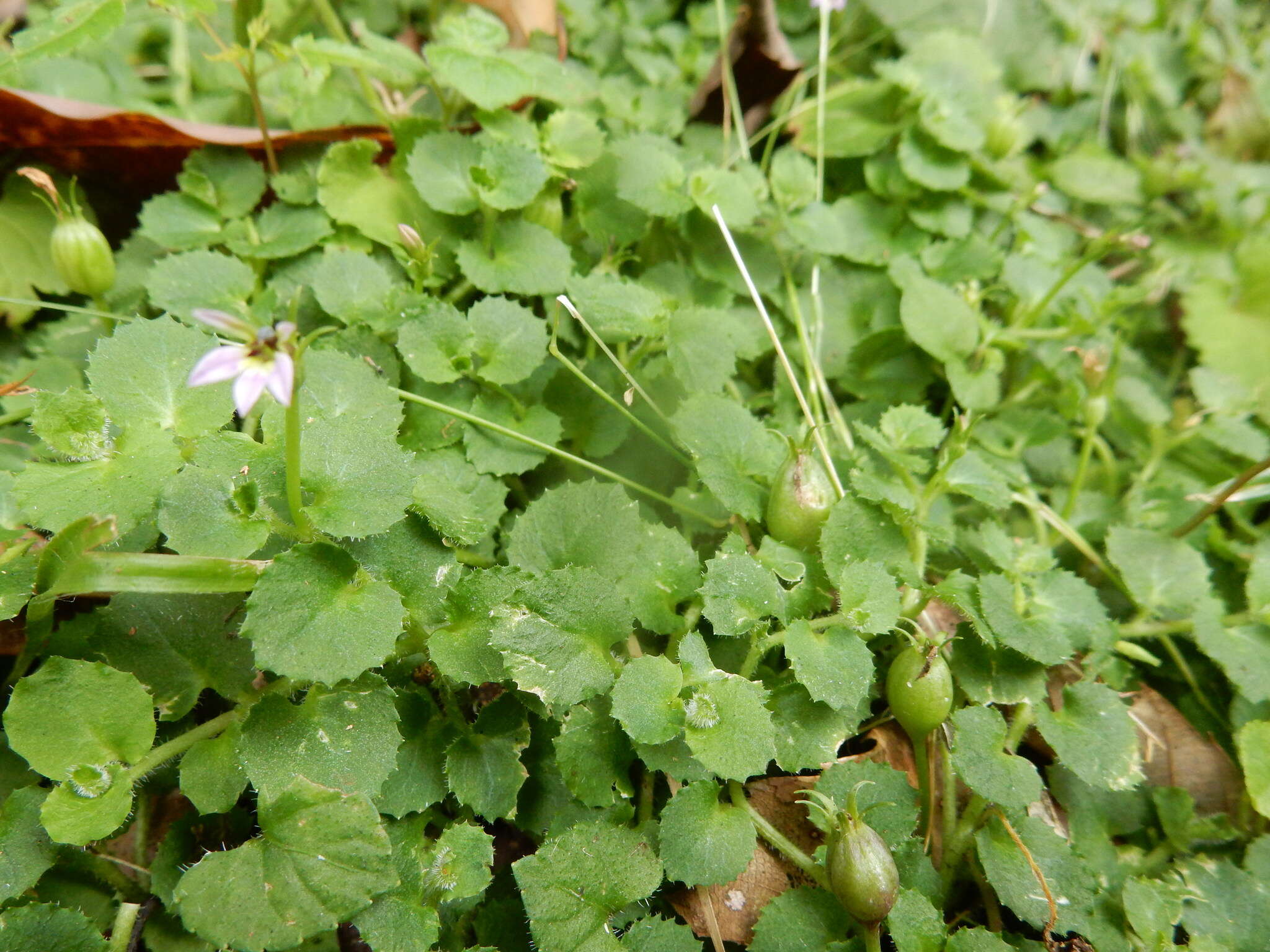 Imagem de Lobelia nummularia Lam.