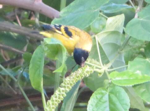 Image of Olivaceous Siskin