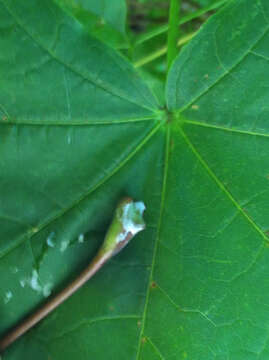 Image of Norway Maple