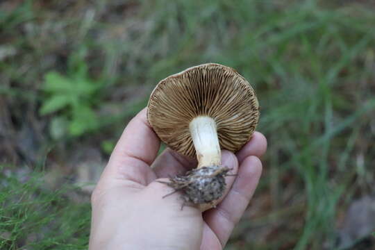 Image de Pholiota mixta (Fr.) Kuyper & Tjall.-Beuk. 1986