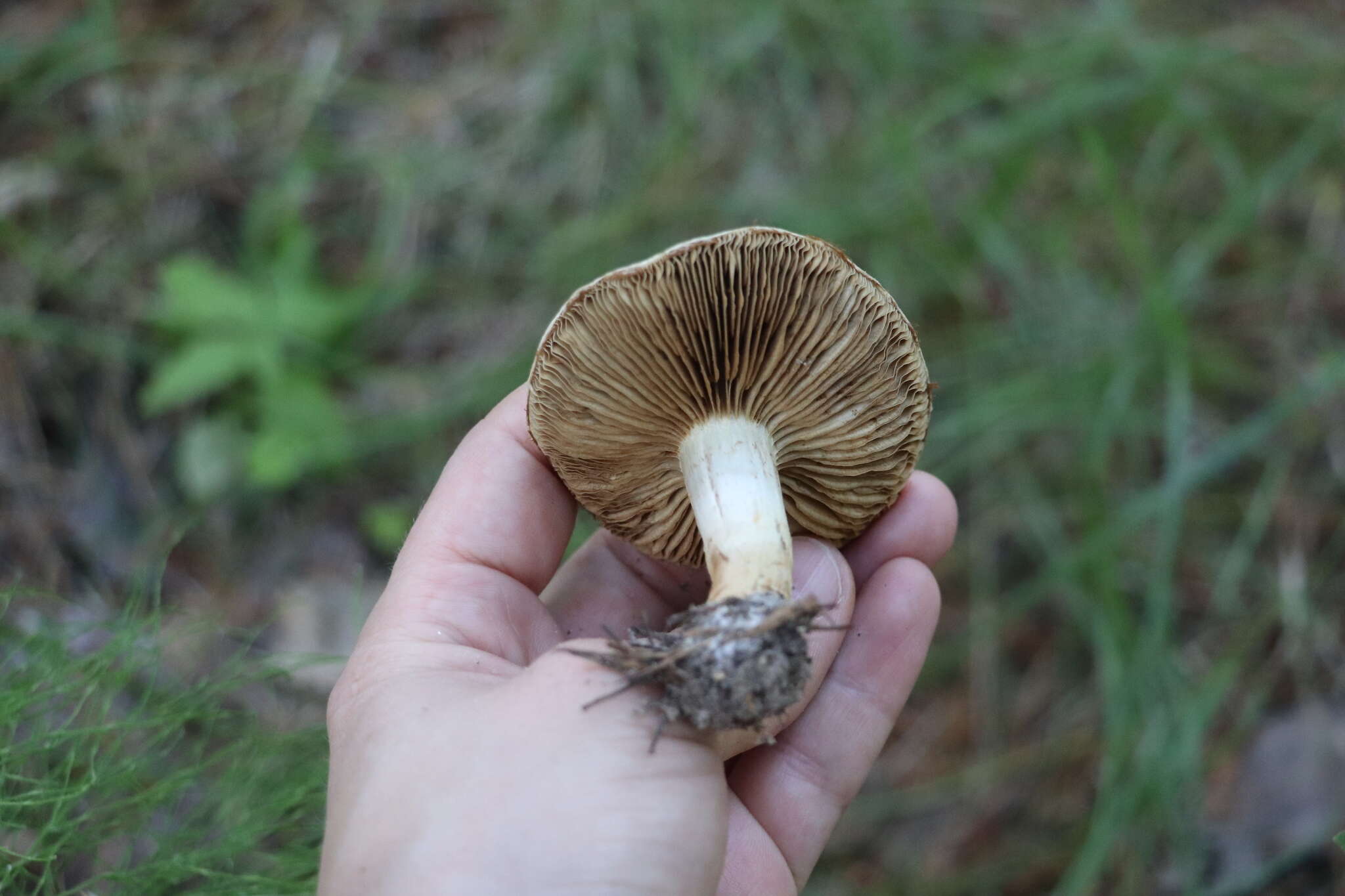 Image de Pholiota mixta (Fr.) Kuyper & Tjall.-Beuk. 1986