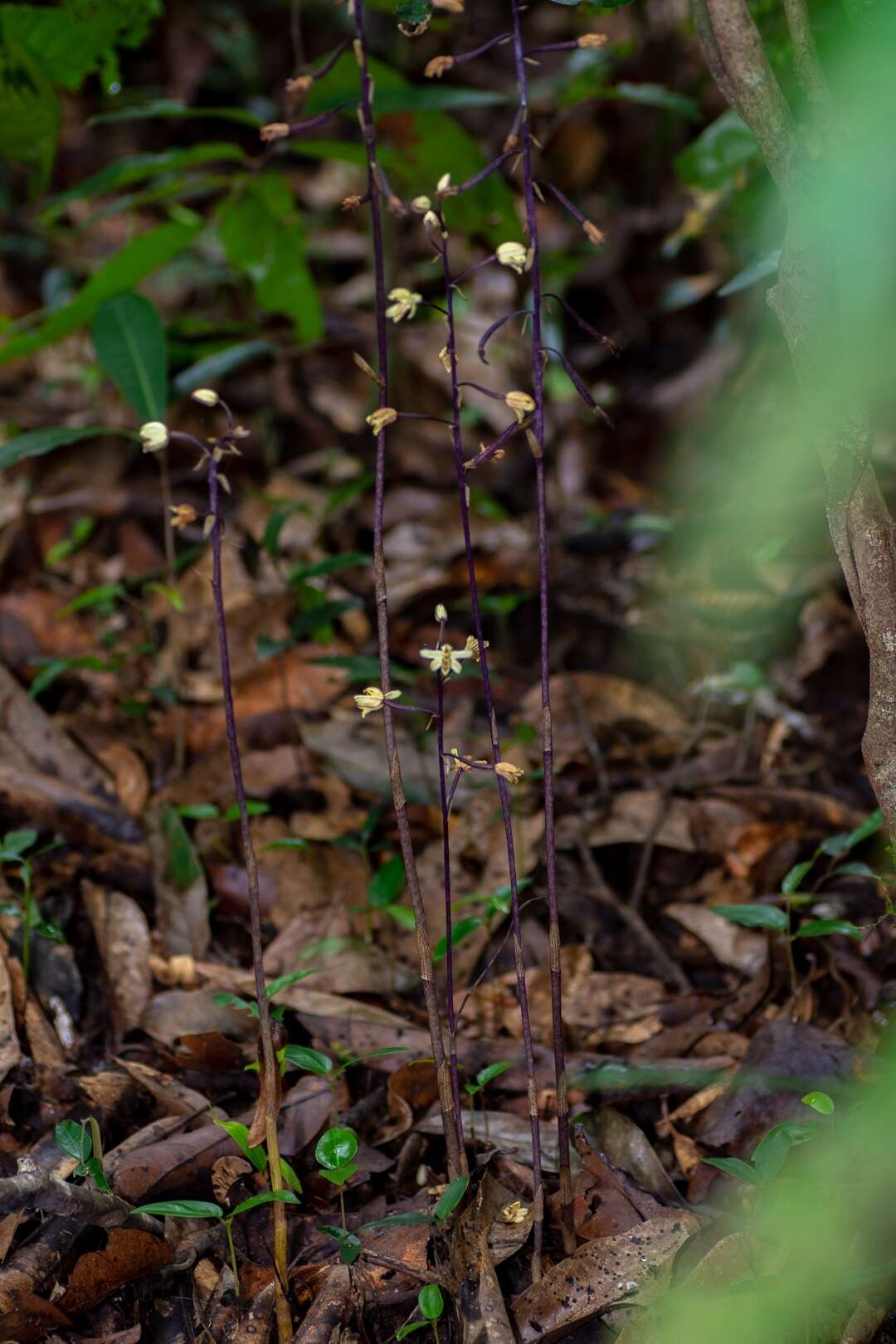 Image of Aphyllorchis montana var. montana