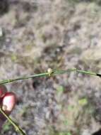 Image of Viscum articulatum Burm. fil.