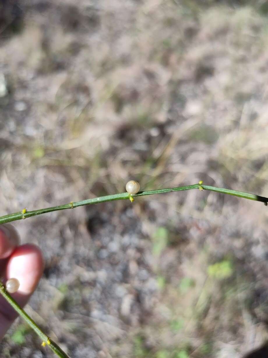 Image of Viscum articulatum Burm. fil.