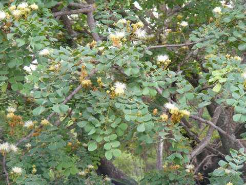 Image of Large-leaved albizia