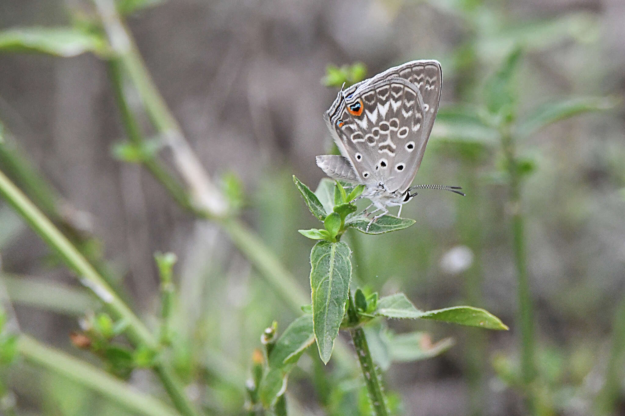 Image of Lepidochrysops patricia (Trimen 1887)