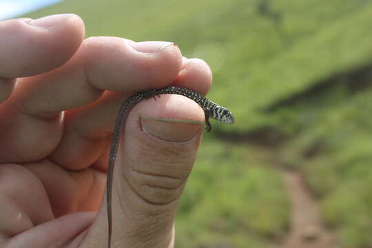 Image of Spotted Sandveld Lizard