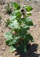 Image of black henbane