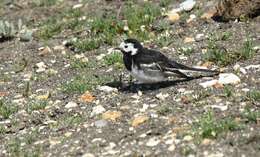 Image of Motacilla alba yarrellii Gould 1837